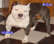 CH RAZORS EDGE JAZZY JEWELZ